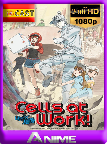 Cells at Work!(Hataraku Saibō) (2018) [1080P] Castellano [GoogleDrive-Mega]by joveromghd